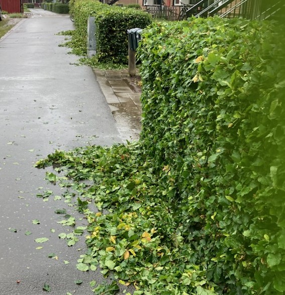 Klippning av häckar